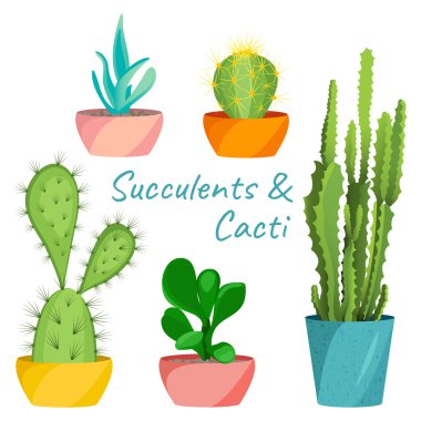 Succulents ve kaktüsler seti