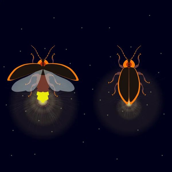 Glühwürmchen mit offenen und geschlossenen Flügeln — Stockvektor