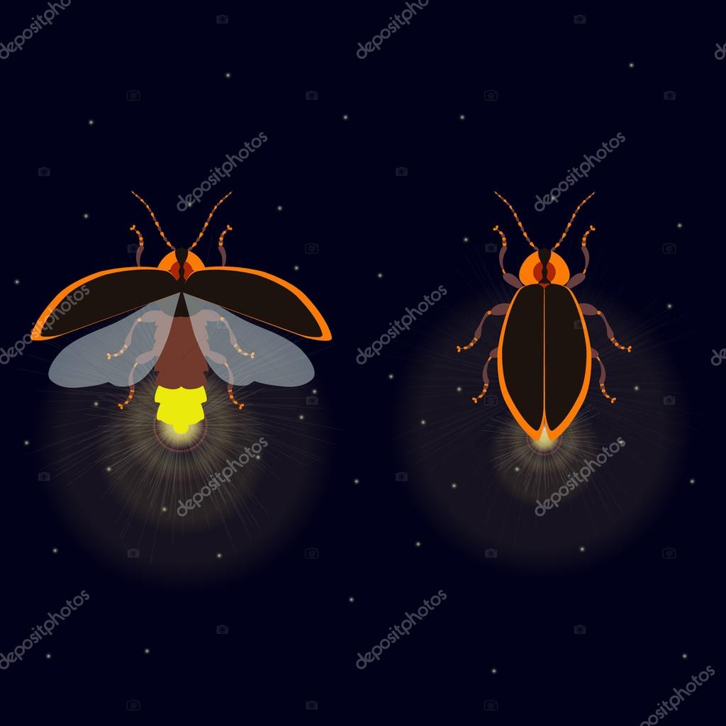 Luciérnaga imágenes de stock de arte vectorial | Depositphotos Luciérnaga imágenes de stock de arte vectorial | Depositphotos