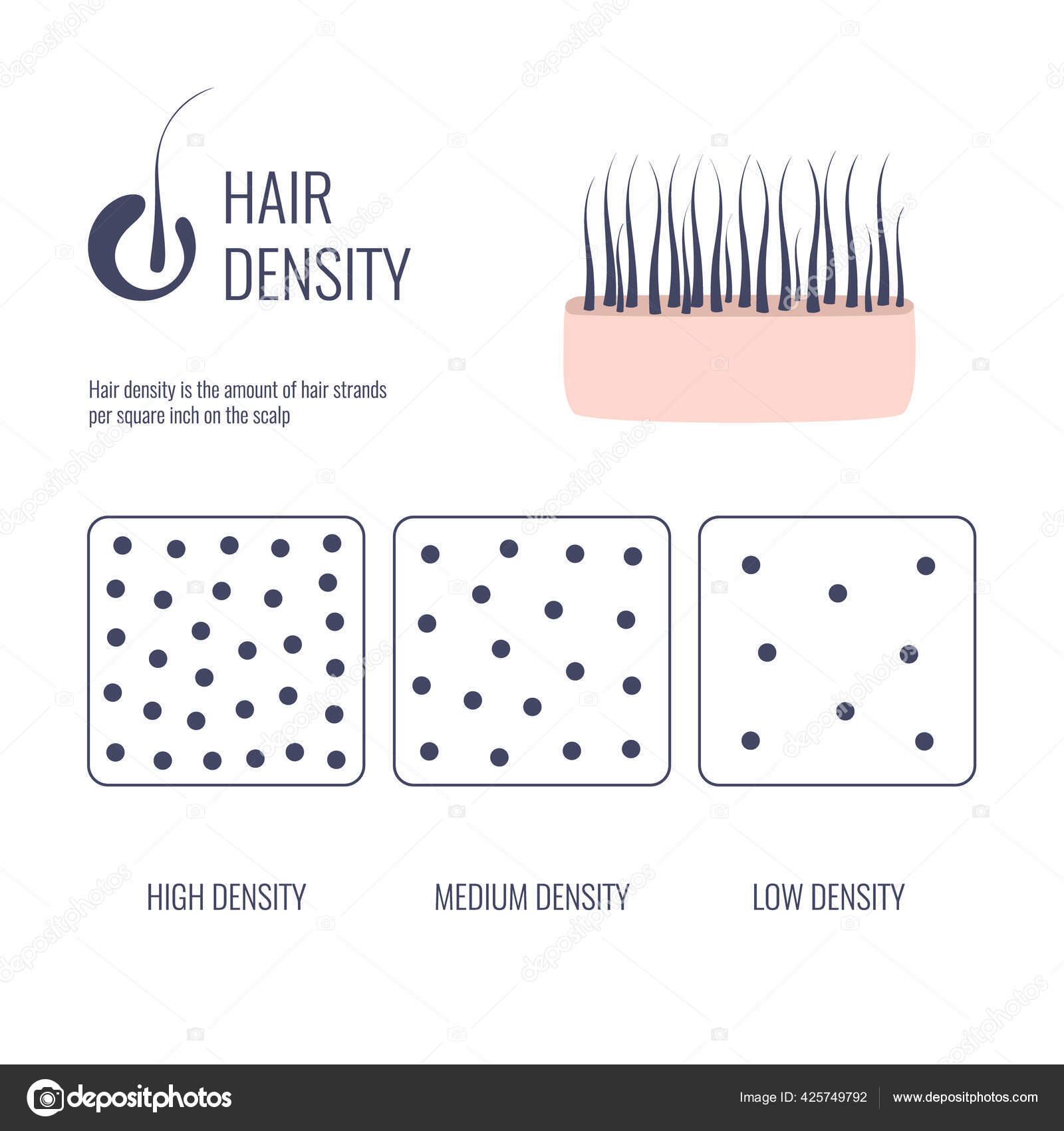 Hair density types chart of low, medium, high strand volume Stock Vector  Image by ©Naumas #425749792