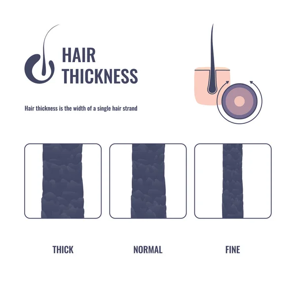 Gráfico de tipos de grosor del cabello de ancho delgado, medio y grueso — Vector de stock