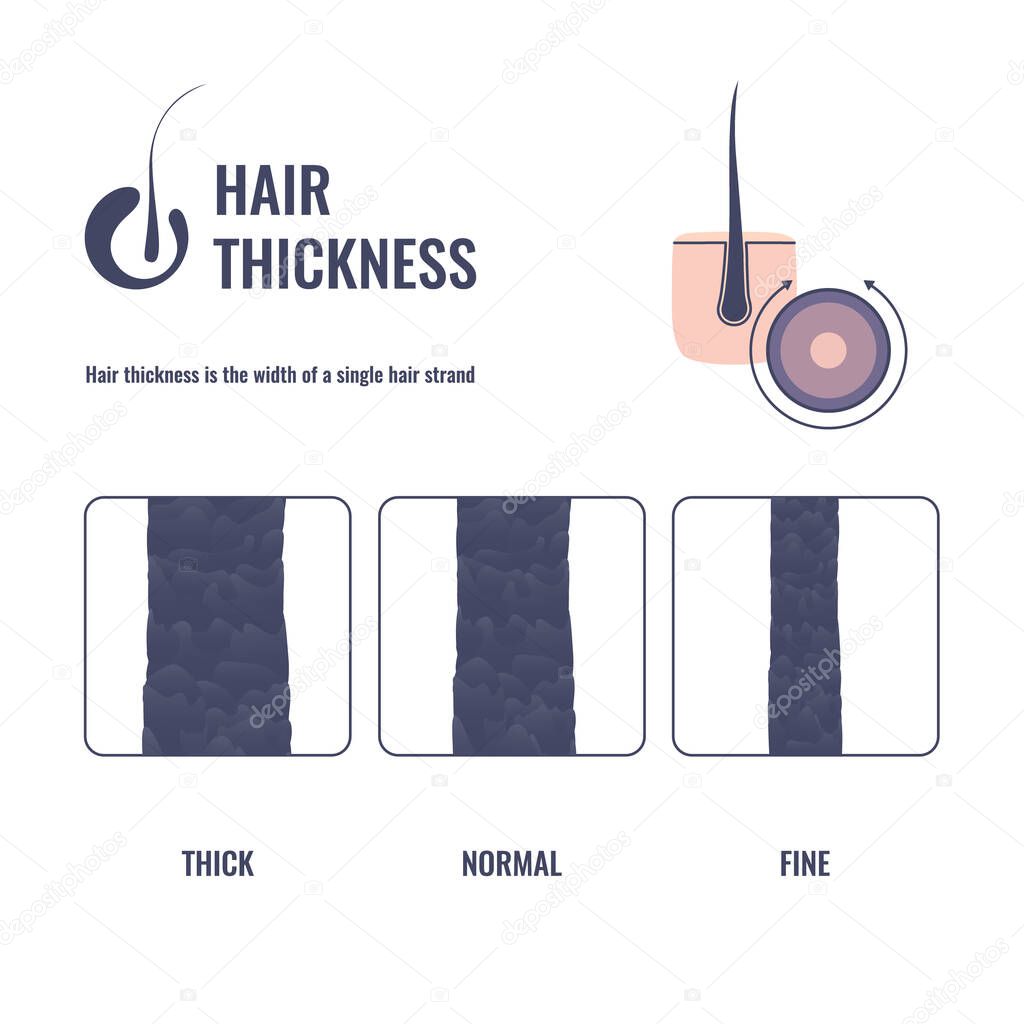 Hair thickness types classification set. Fine, normal, thick strand width. Anatomical structure linear scheme. Outline vector illustration.