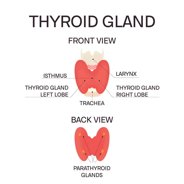 Диаграмма щитовидной железы спереди и сзади — стоковый вектор