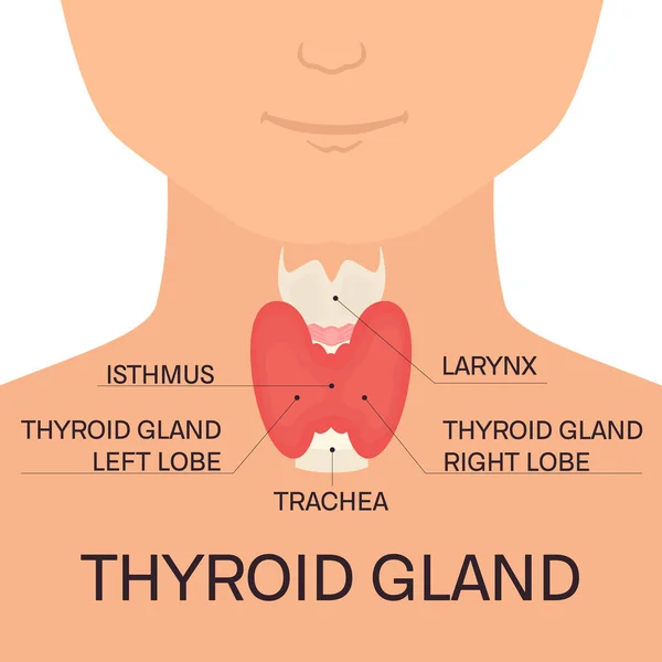 Щитовидная железа человека — стоковый вектор
