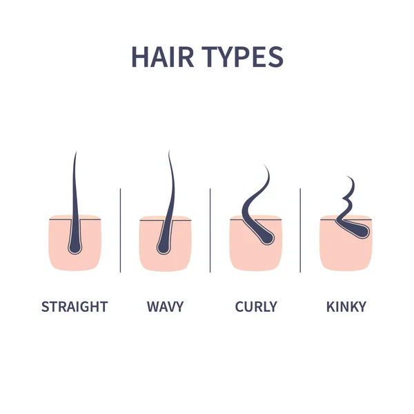 Types de cheveux graphique ensemble de mèches straigt, ondulées, bouclées et crépus — Image vectorielle