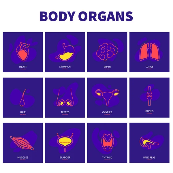İnsan organları modern çizgi simgesi seti — Stok Vektör