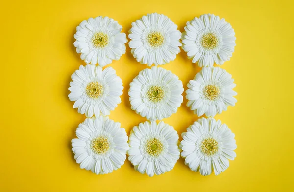 Gerbera madeliefje bloem in een vierkant plat — Stockfoto