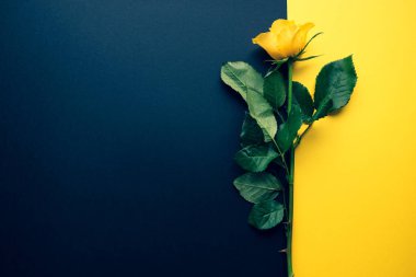 Sarı bir gül ile renk engelleme şablonu