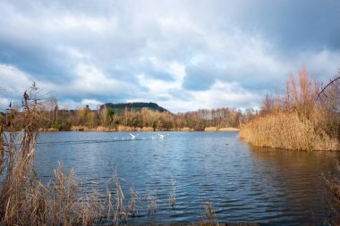 Kuğular doğada Haff Reimech 'i kaçırıyorlar.