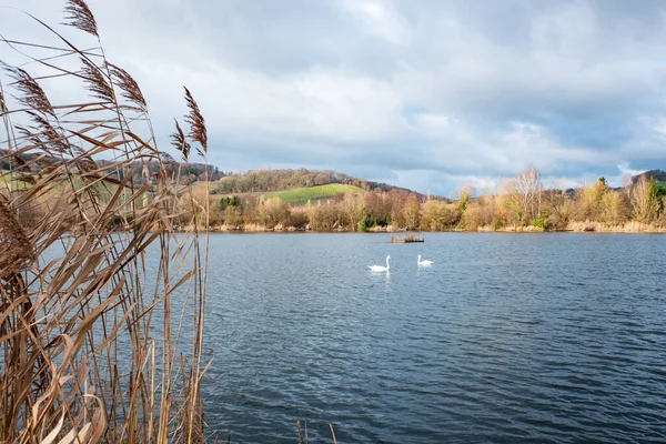 Swans swimming in the nature reserve Haff Reimech — Stock Photo, Image