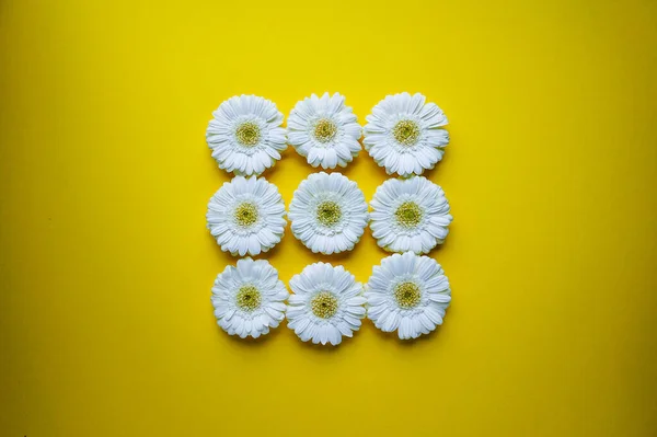 Witte gerbera bloem vierkante platte lay compositie op geel — Stockfoto