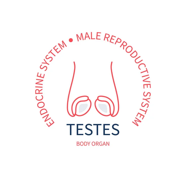 Testes endocriene en mannelijke voortplantingssystemen body organ embleem — Stockvector