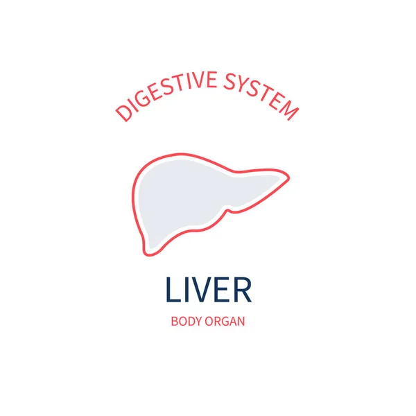 体内消化器系の肝医学図 — ストックベクタ