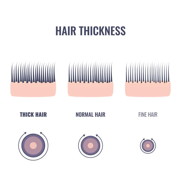 Gráfico de tipos de grosor del cabello de hebras delgadas, medias y gruesas — Vector de stock