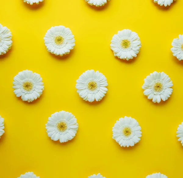 Witte gerbera madeliefje bloemen patroon plat op gele achtergrond — Stockfoto
