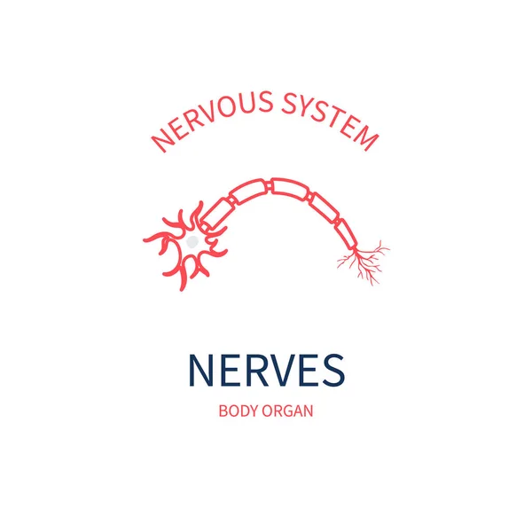 Diagrama médico nervoso do sistema do corpo nervoso — Vetor de Stock
