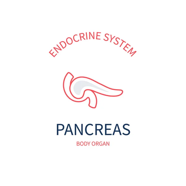 Diagrama de pâncreas do sistema endócrino e digestivo — Vetor de Stock
