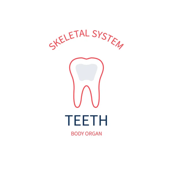 Sistema esquelético anatomía infografía póster del diente — Archivo Imágenes Vectoriales