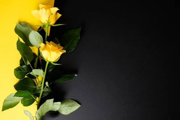 Kleur blokkeren mockup template met een gele roos — Stockfoto