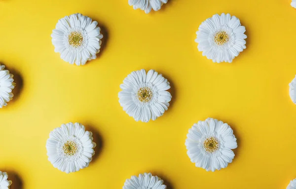 Witte gerbera madeliefje bloemen patroon plat op gele achtergrond — Stockfoto