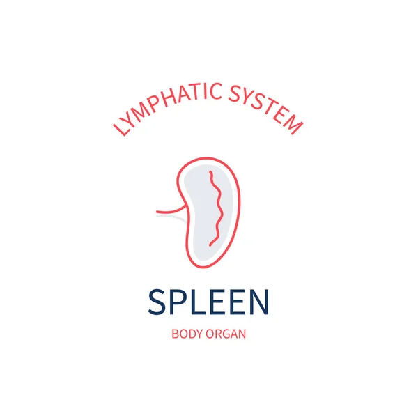Spleen lymphatic system body organ infographie poster — Image vectorielle