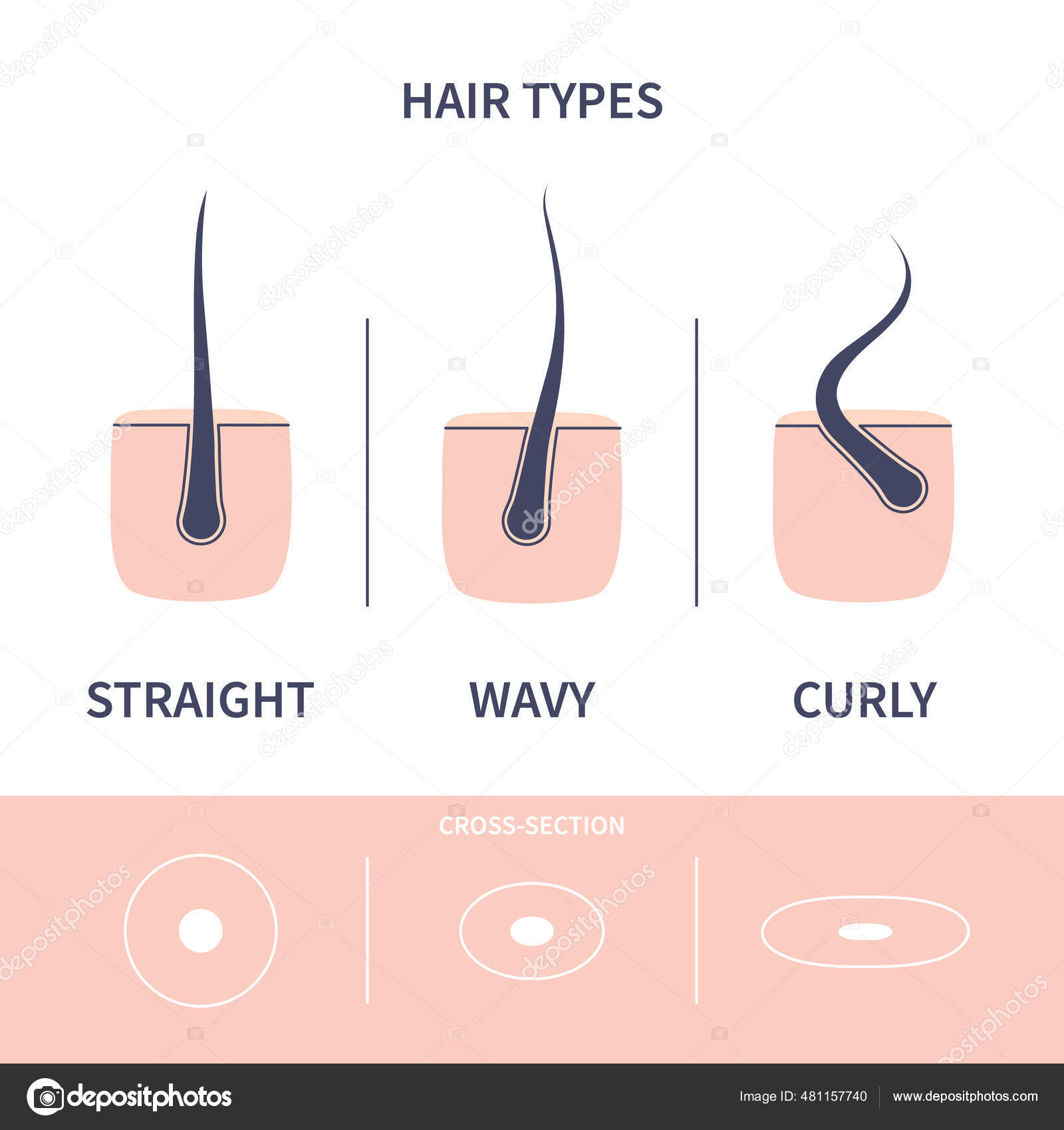 Hair growth chart  Shoestring Stable