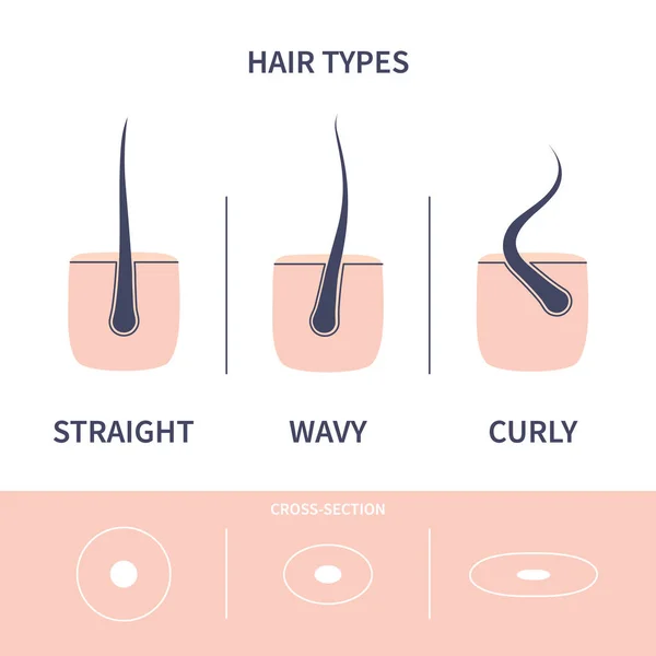 Tipos de crecimiento del cabello conjunto gráfico de hebras lisas, onduladas y rizadas — Vector de stock
