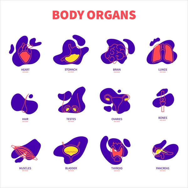 Lidské tělo orgány současný obrys ikony sada — Stockový vektor