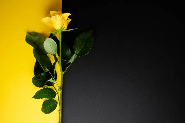 Kleur blokkeren mockup template met een gele roos — Stockfoto