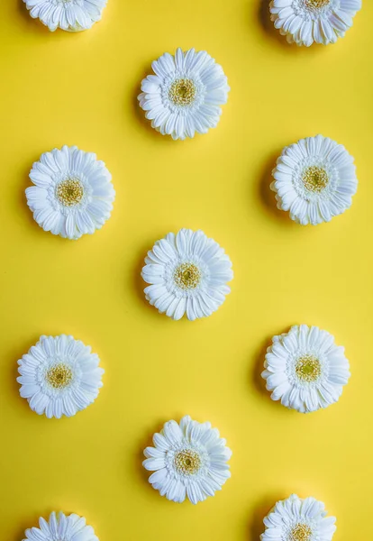 Witte gerbera madeliefje bloemen patroon plat op gele achtergrond — Stockfoto