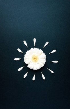 Yaprakları düzleşmiş güneş gerberası papatya çiçeği