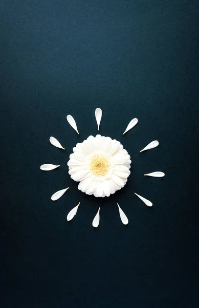 Zon gerbera madeliefje bloem met bloemblaadjes plat lag — Stockfoto