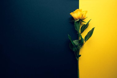 Sarı bir gül ile renk engelleme şablonu