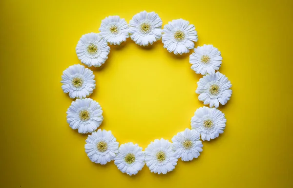Gerbera madeliefje bloemen in een cirkel in bovenaanzicht — Stockfoto
