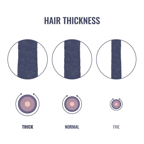 Grafico dei tipi di spessore dei capelli di larghezza sottile, media, grossolana — Vettoriale Stock