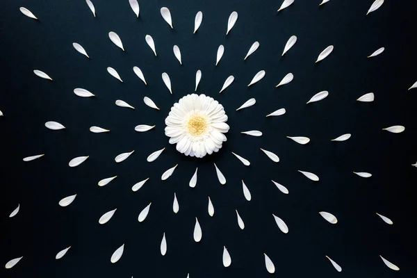 Flatlay van gerbera bloemblaadjes rond koffiekop met een bloem — Stockfoto