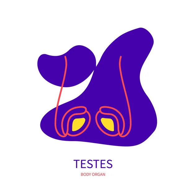 Testiklar endokrina och manliga reproduktiva system organ organ kontur ikon — Stock vektor