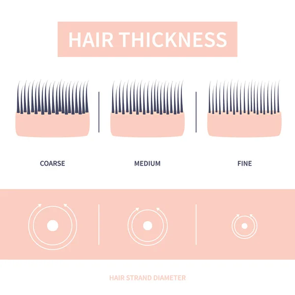 Hair thickness types chart of thin, medium, coarse strand width — Stock Vector