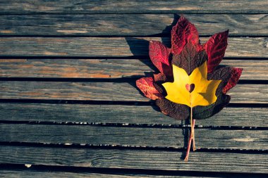 Kırmızı ve sarı akçaağaç yaprakları ahşap bir bankta