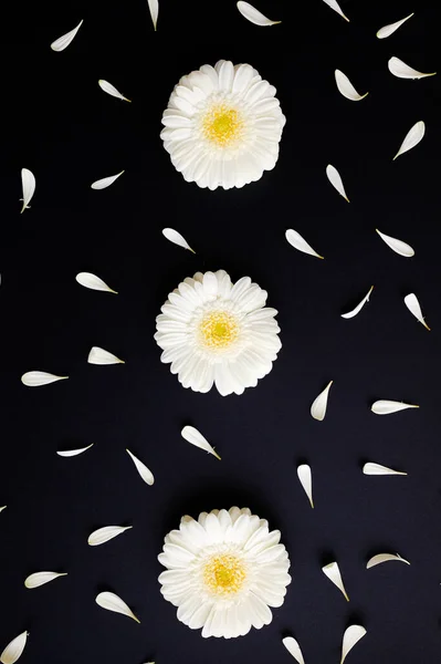 Vlak van madeliefjes bloemblaadjes rond gerbera bloemen — Stockfoto