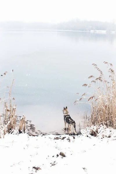 Winter wolfdog lake — Stock Photo, Image