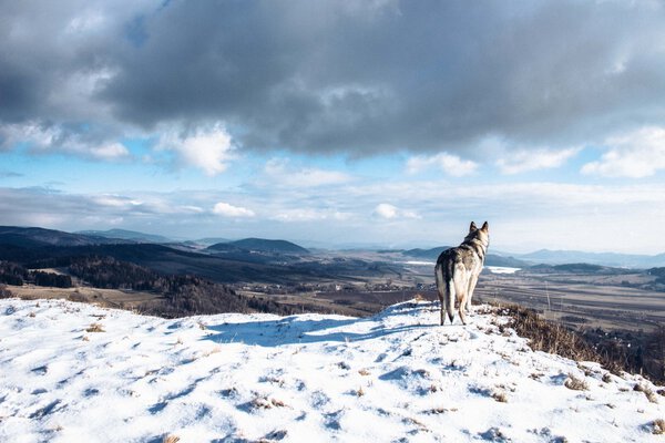 winter wolfdog landscape