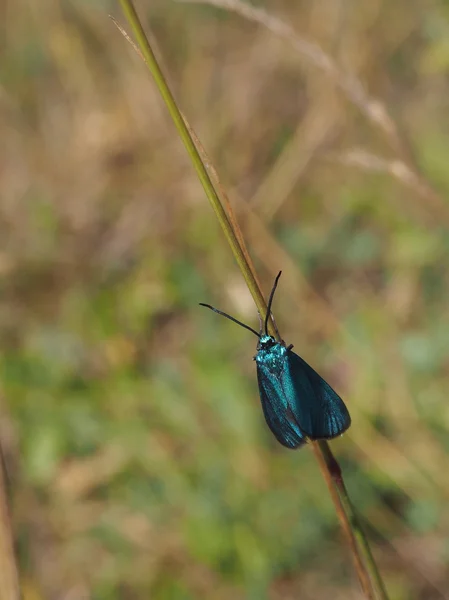 Groen Metallic Insect (schaarse Forester) op een takje — Stockfoto