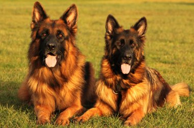 Güneş iki muhteşem longstock köpek
