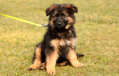 Alman çoban köpek oturuyor