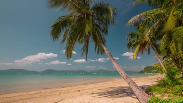 Letní Den Phuket Palm Pláž Panorama Čas Lapse Thailand — Stock video