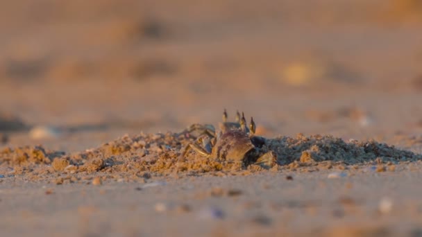 Tailândia nascer do sol luz areia caranguejo close up hd phuket — Vídeo de Stock