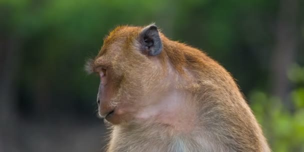 Thailand phuket town monkey close up hd — Stock Video