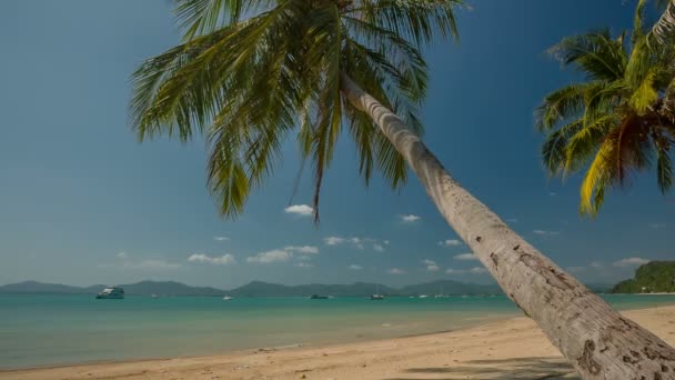 Thailand summer day famous phuket island beach palm tree panorama hd — Stock Video