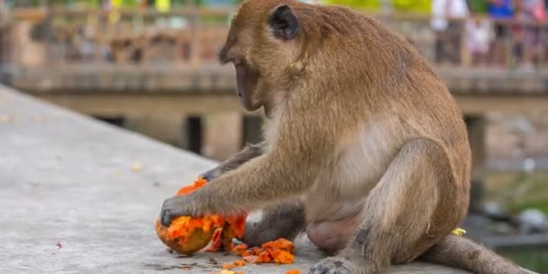 Tailândia macaco comer mamão close up hd phuket cidade — Vídeo de Stock